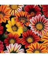50 Fresh Seeds Gazania Sunshine Mix - $8.98