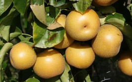 VP Hosui Pear for Garden Planting USA  25+ Seeds - $8.22
