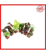 Live Houseplant Collection: 12 Easy-Care Indoor Varieties with Soil Incl... - $85.59 CAD