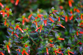 10 Red Cigar Plant Mexican Firecracker Cuphea Ignea Hummingbird Flower Seeds - £4.31 GBP