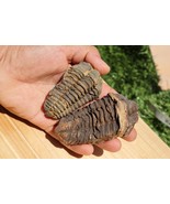 2 PCS Calymene Trilobites Flexicalymene Ordovician fossil trilobites A12 - €31,24 EUR