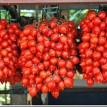 Riesentrauble Tomato Huge Clusters US Seller Fast Shipping - £5.36 GBP