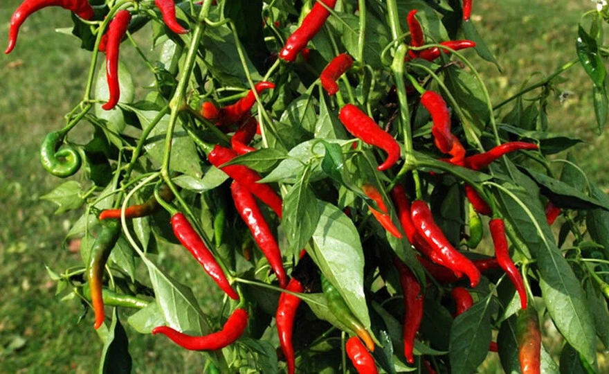 75+ CAYENNE HOT LONG RED THIN PEPPER SEEDS NON-GMO FRESH FOR YOUR GARDEN - $7.34
