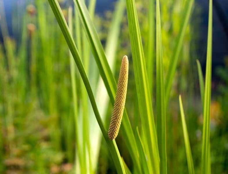 Acorus Americanus Sweet Flag Aquatic 5 seeds Fresh Gardening - $17.96