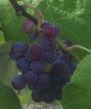 Saturn Blue Seedless Grape Vine 1 Gallon Live Plant Home Garden Easy to ... - $33.90
