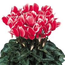 15 Seeds Cyclamen Halios Select Fantasia Red Cyclamen Seeds - £29.38 GBP