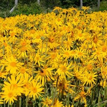 European Arnica Seeds Arnica Montana 20 Seeds Gardening USA SELLER - £14.89 GBP