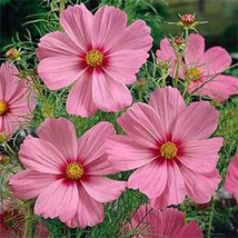 Cosmos Bipinnatus Sensationgloria100 Seeds - £6.60 GBP