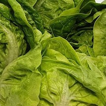 Little Gem Lettuce 200 Seeds Fast Shipping - £9.05 GBP