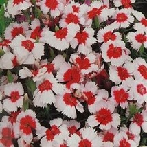 ArfanJaya Dianthus- Chinensis- Merry-Go-Round- 50 Seeds - £6.82 GBP