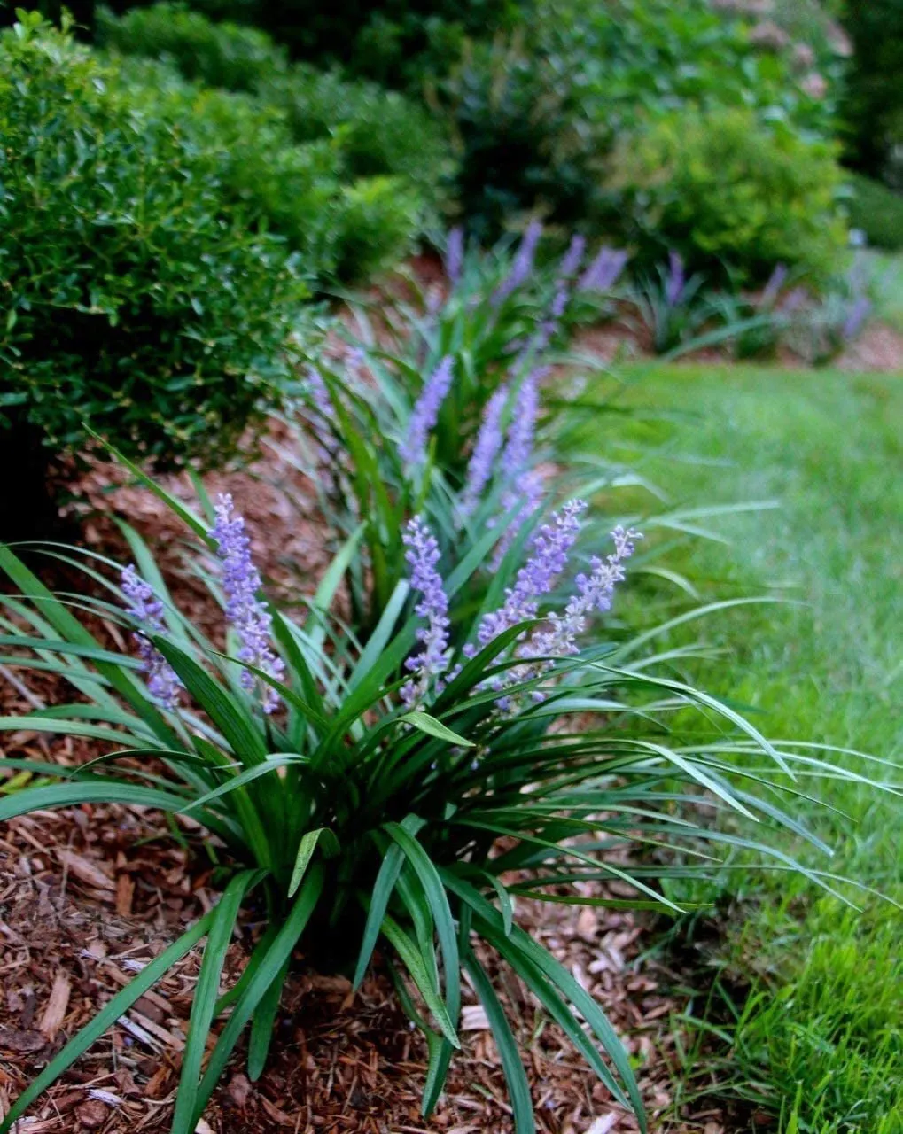 Super Blue Liriope 10 Live Plants Drought Tolerant Flowering Groundcover - £47.93 GBP