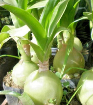 KBS Albuca Bracteata Pregnant Onion Ornithogalum Exotic Bulb Seed 10 See... - $13.12