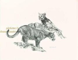 #176 two (2) COUGARS wild life art print done by Jan Jellins * pen &amp; ink - $12.38