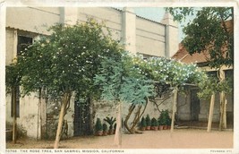 White Border Postcard CA D804 The Rose Tree San Gabriel Mission California - £5.51 GBP