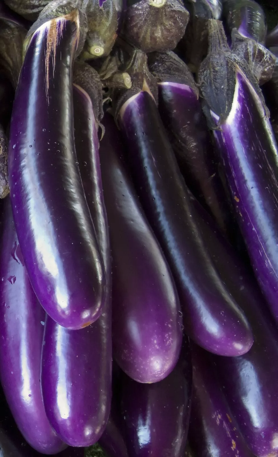 Long Eggplant -Atlas Wonder - $11.04