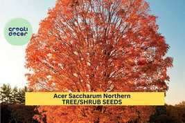 Acer saccharum Northern Seeds – Sugar Maple Tree – Cold Hardy Native Tre... - $6.50