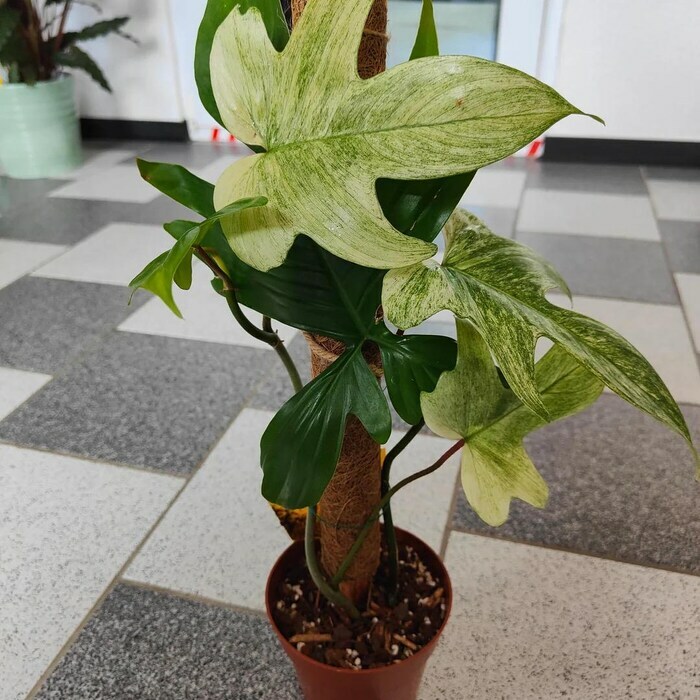 Philodendron Florida Ghost Mint 4 Pot 2 Plants USA Fast Shipping - £121.43 GBP