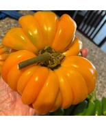 Accordion Orange Tomato Seeds Grower Organic Fresh Garden Seeds - $9.54 CAD