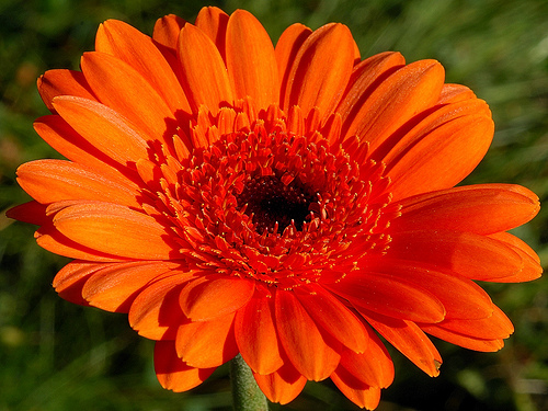 25 Huge Large Orange Tangerine Gerbera Daisy Flower Seeds