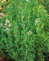 Common Thyme 1000+Seeds True Winter Thyme Perennial Kitchen Garden Herb USA - £8.68 GBP
