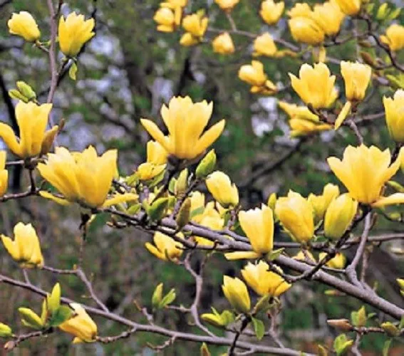 5 Butterfly Magnolia Seeds Lily Flower Tree Fragrant Tulip Flowers 133 Fresh - £13.30 GBP