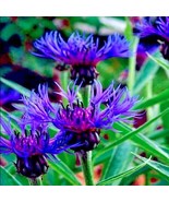 20 Mountain Blue Cornflower Seeds - Hardy Perennial - Easy to Grow - $17.69