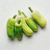 CUCUMBER XYLANGOURO MELON, 25 SEEDS R - £11.42 GBP