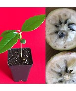 Caimito GREEN Star Apple Chrysophyllum cainito Seedling Plant Potted Fru... - $27.71