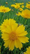 KKG Coreopsis Lanceleaf 50 Seeds Golden Yellow Blooms Fresh Garden - $7.89