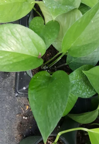 Jade Green Pothos Well Rooted Tropical Indoors Outdoors Live Plant New F... - $8.10