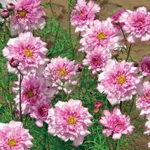 Cosmos Bipinnatus Double Bonbon Rose Pink Bicolour Flowers 50 Beautiful - $6.11