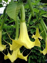 Brugmansia Suaveolens Yellow Angels Trumpet Seeds Fresh Seeds Fast Shipping - $15.98