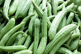 Garden Store 25 Sponge Gourd Squash Seeds FROM USA  - $9.62