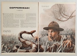 1955 Magazine Picture Copperhead Snake &amp; Boy Scout Illustrated by Elliot... - £13.52 GBP