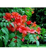1 Live Plant Orange Hummingbird Trumpet Creeper Vine Campsis Starter Roo... - $919.01 MXN