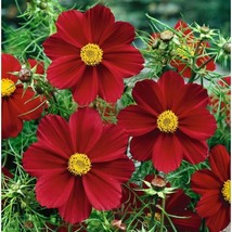 LimaJa 100 Dazzler Cosmos Seeds, Red Cosmos Bippinatus Flower 2 - £4.79 GBP