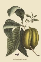 Anona - Cherimoya Fruit by Mark Catesby #2 - Art Print - £17.68 GBP+