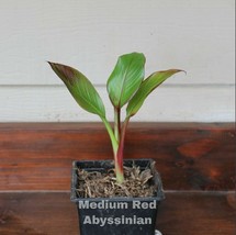 live plant Medium Red Abyssinian Banana Plant - Ensete Maurelii - £41.10 GBP