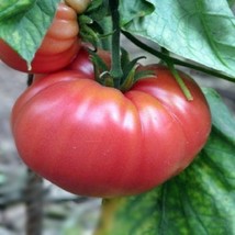 USA SELLER German Johnson Tomato Grown To Organic Standards Gardening - $18.26