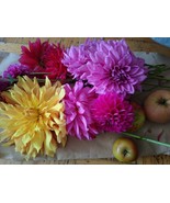 Dahlia seeds, perennial, flower ornamental mixed seeds - $6.24 CAD