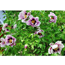 Black Pur Peony Flower Seeds Pale White To Light Purple To Black Double ... - $6.99