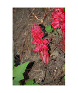 SL 1 Professional Pack, Approx 20 Seeds / Pack, Sarcodes Sanguinea Snow Plant Se - $10.99