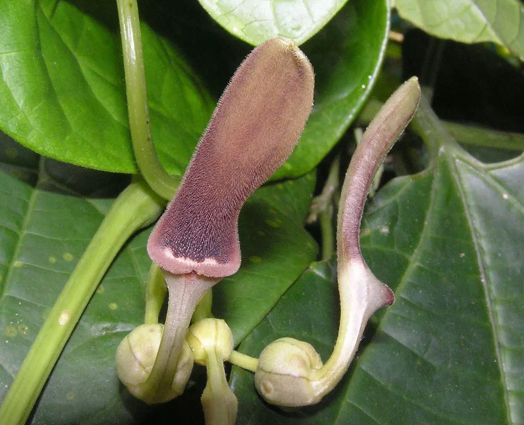 Aristolochia tagala Indian Birthwort 50 high germination Seed - £13.98 GBP