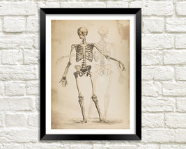 Skeleton Print: Vintage Anatomy Illustration Artwork-
show original title

Or... - £5.75 GBP+