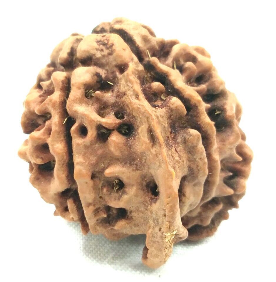 Collector Ganesh Rudraksha - Nepal - Lab Certified - $79.07
