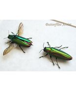 Rainbow Jewel Chrysochroa Fulminans Real Beetles Framed Entomology Shado... - €71,60 EUR