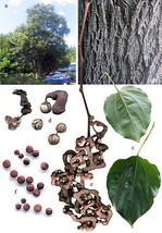 25 Japanese Raisin Tree Edible Fruit Oriental Honey Flowers Hovenia Dulcis Seeds - $14.50