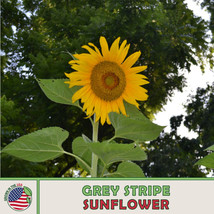 SG 25 Grey Stripe Sunflower, Bee &amp; Butterfly Attractor, Heirloom, Genuin... - £5.98 GBP