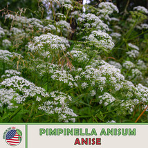 USA SELLER 500 Anise Seeds Pimpinella Anisum Culinary Herb Fresh New - £8.72 GBP