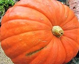 Big Max Pumpkin Seeds Seeds 5 Seeds Non-Gmo  Fast Shipping - $7.99